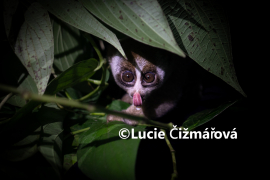 Fotografie na zeď od Lucie Čižmářové - Dva jazyky