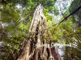 Fotografie na zeď od Lucie Čižmářové - Indonéský prales