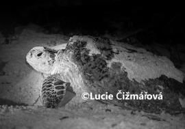 Fotografie na zeď od Lucie Čižmářové - Kareta obrovská