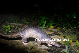 Fotografie na zeď od Lucie Čižmářové - Luskoun ostrovní