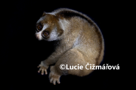 Fotografie na zeď od Lucie Čižmářové - Typická pozice outloně