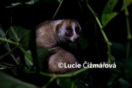 Fotografie na zeď od Lucie Čižmářové - Ukrývající se outloň