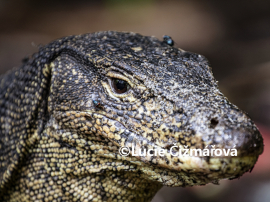 Fotografie na zeď od Lucie Čižmářové - Varan skvrnitý