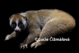 Fotografie na zeď od Lucie Čižmářové - Zachráněný outloň váhavý